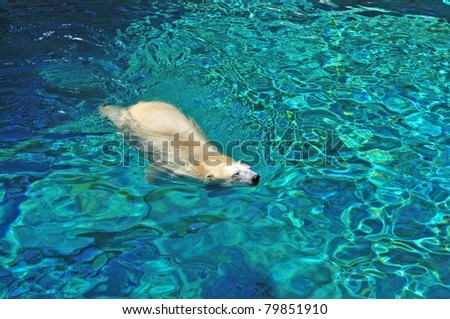 Close up, Polar bear swimming in blue water (Ursus maritimus).