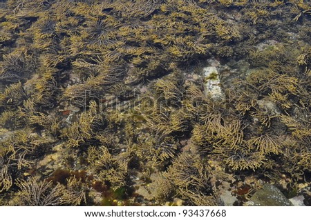 The surface of the sea, sea weeds on the surface of clear water