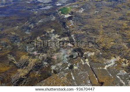 Sea weeds in the clear water. Australia, Tasmania.