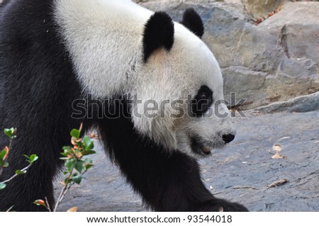 Giant panda bear walking. Close up.