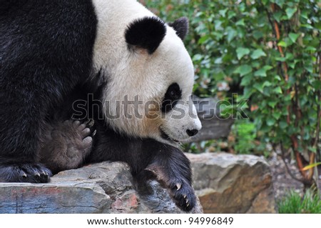 Giant panda bear resting on the stone. Close up.