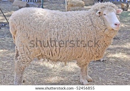 adult merino sheep