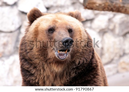 The angry bear