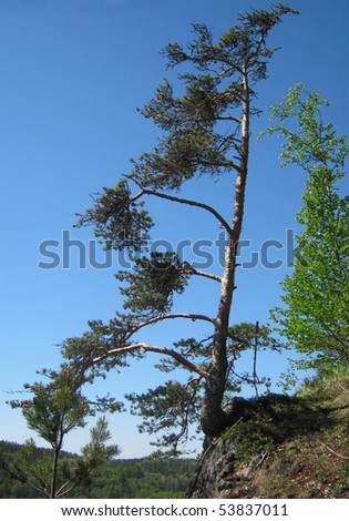 Alone pine in Russian North