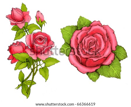stock photo Drawings of pink roses