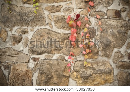 Old wall with red vine