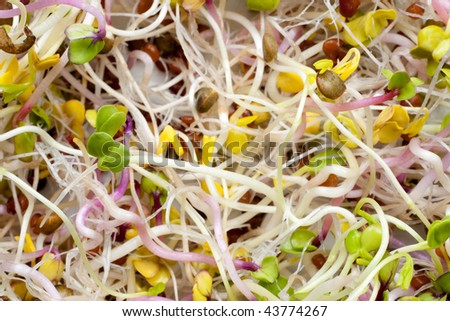 Fresh sprout salad as a background motive