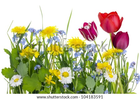A piece of an ideal spring meadows of central Europe, dandelions, tulips, forget-me-nots, daisy flowers and grass isolated