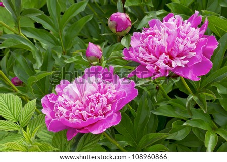 Pink light  from the summer   peonies background. Strong art Selective focus