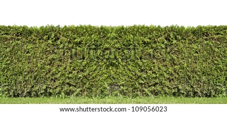 Fragment of a rural fence  hedge from evergreen plants  isolated. Sunny summer day