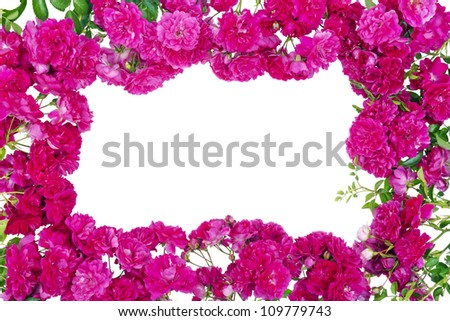 Pink mini roses and buds  bush floral texture isolated frame. Selective focus