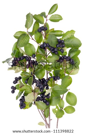 Best natural remedy for high blood pressure- real fresh black rowan  (Aronia melanocarpa) berries.  Isolated bush