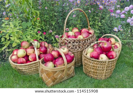 Red sweet apples in baskets on meadow near flowers. Autumn harvest concept. Art selective focus
