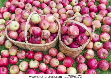Sweet autumn real september red apples  on grass lawn.  Apples in baskets. Art selective focus