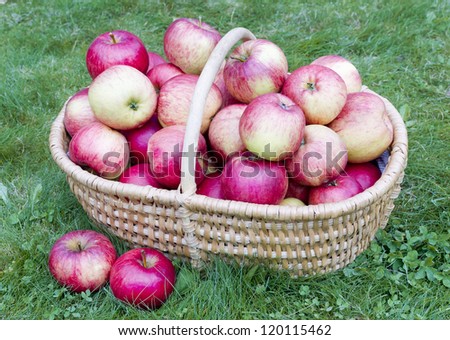 Our sweet autumn real september apples for you. Apples in basket on lawn. Strong art selective focus