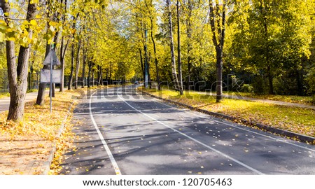 Autumn golden forest road way landscape- sunny day