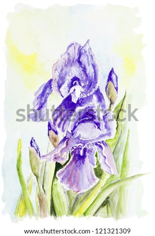 Irises blue  spring flowers bush against the sky isolated- handmade watercolor  painting illustration on a white paper art background