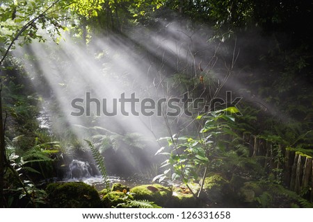 The  fantastic magic wood concept - a beams of the sun wins against darkness. Real natural landscape. Art selective focus