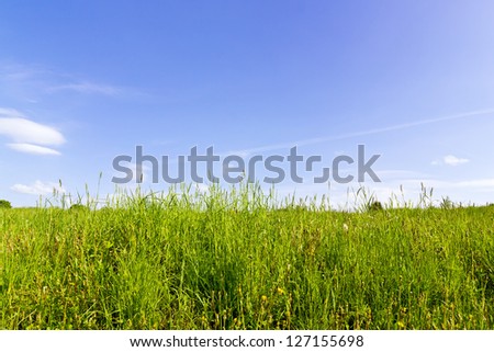 Summer sky and grass concept shot
