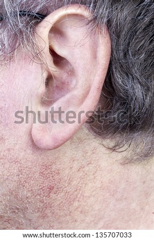 Hairy ear of elderly man closeup. Gray hair, the skin is covered with pores and blood vessels. Selective focus