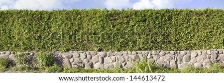 Panoramic Image Of The Green Hedges Of A Live Evergreen Thuja Tree. Used Three Shots. Sunny Summer Day. The Base Border Is Made Of Granite Boulders.