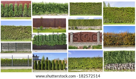 Fragments of a rural green fence hedge from evergreen plants set. All full size images you can find in my portfolio.