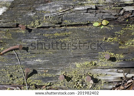 Texture of a rotten mossy mouldering wooden board with rusty nails. Sunny day.
