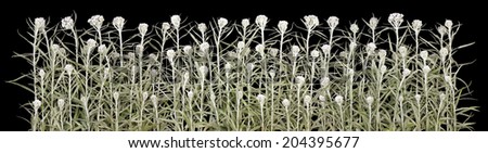 The white pale fleecy awful  plant grows on a cemetery.  Halloween plants isolated on black big border concept