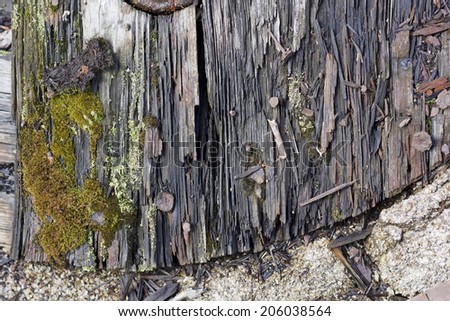 Texture of a rotten mossy mouldering wooden and stone board with rusty nails. Sunny day.