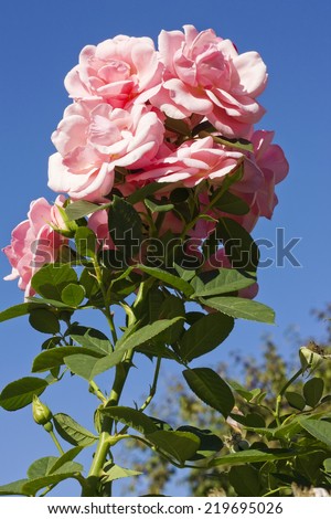 Magnificent branch of a pink rose against the blue sky. Sunny day