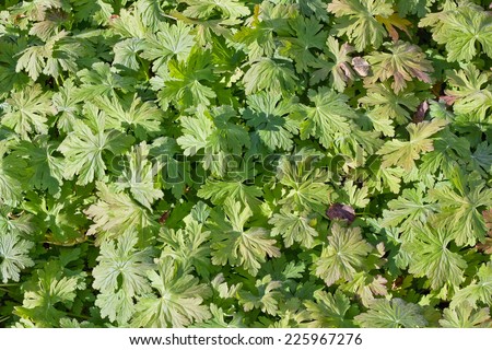 Sunny green web-footed leaves floral background