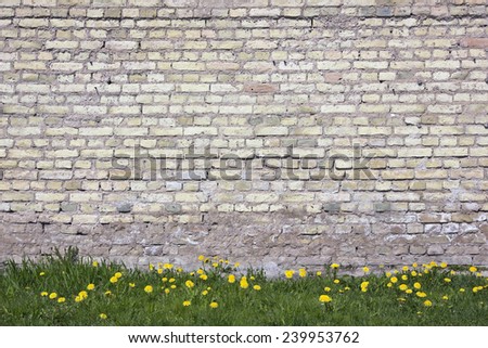 Spring dandelions grow near the ancient destroyed brick wall