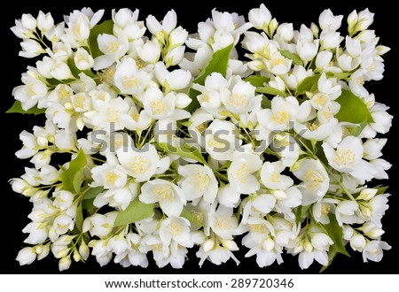 Tragic square funeral buttonhole from white  jasmine flowers. Isolated on black