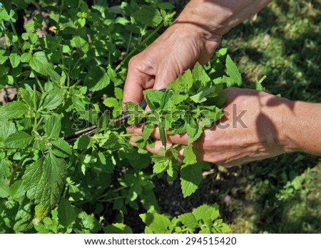 The rural worker cuts off scissors leaves of lemon mint for drying. Sunny summer garden day