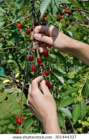 The hired rural worker  immigrant  dirty hands reaps a crop of the European ripe sweet cherry. Summer sunny day