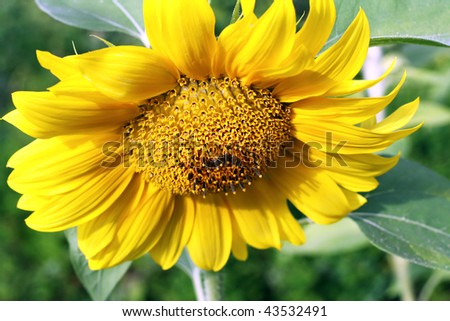 Yellow flower of a decorative sunflower. Selective focus.