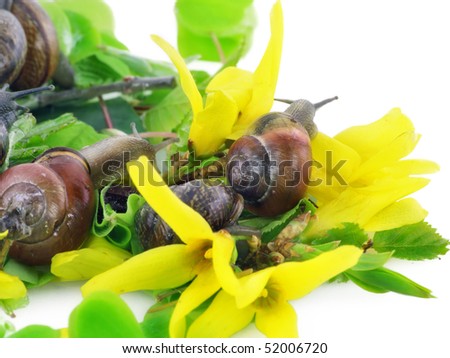 Small snails escaping with yellow flowers. The concept of freedom. Isolated on white.