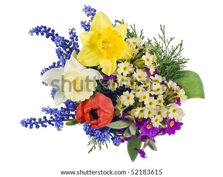 First springs flowers Muscari, Primroses, Tulip and  Narcissus mix. Isolated on white.