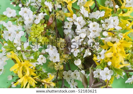 Blossoming wild plum ( a cherry plum) and Forsythia Maluch on a green background