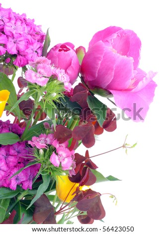 Pink and orange June flowers isolated on white postcard