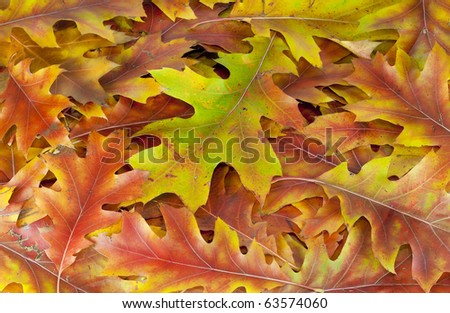 Simple background desktop  from autumn oak leaves macro.