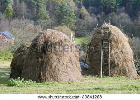 Dry grass, fodder haystacks for a food of a cows in the winter.