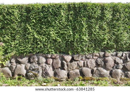 Fragments of a rural fence  hedge from evergreen plants ( the Thuja)