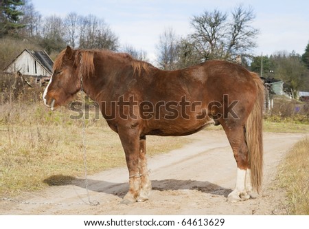 The old sick horse with the fastened feet costs on rural road. The concept of compassion to animals.
