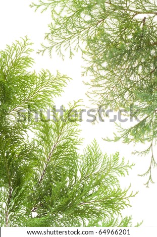 Various evergreen plants  branches postcard. Isolated on white.