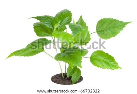 Sprout of favorite indoor green decorative plant \