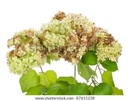 Dying Fading Overblown Bush Of Garden Hydrangeas Flowers Isolated 