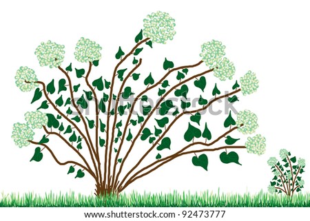 Branches  of a abstract, lonely  Hydrangea bushes grow on garden grass - children drawing. Isolated on white