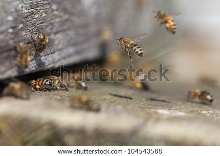 Bees at old hive entrance.