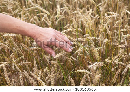 Human hand and ripe wheat.